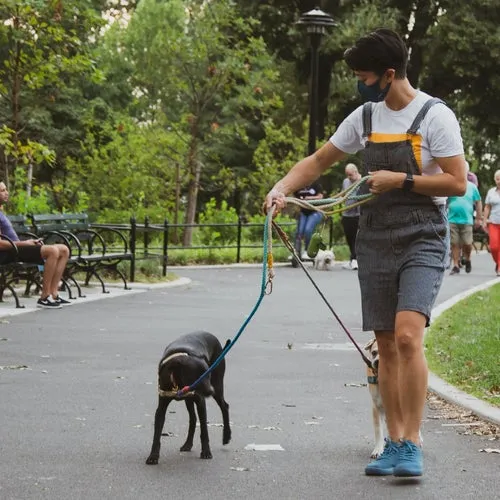 41518 dog walking cover letter structure