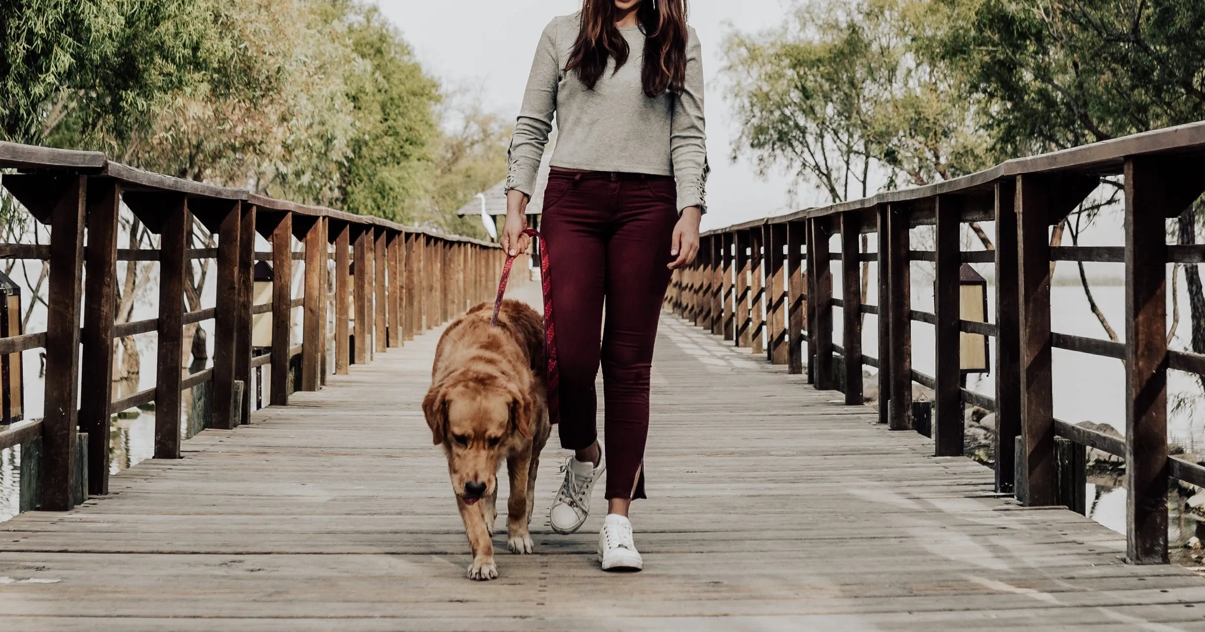 41518 dog walking skills
